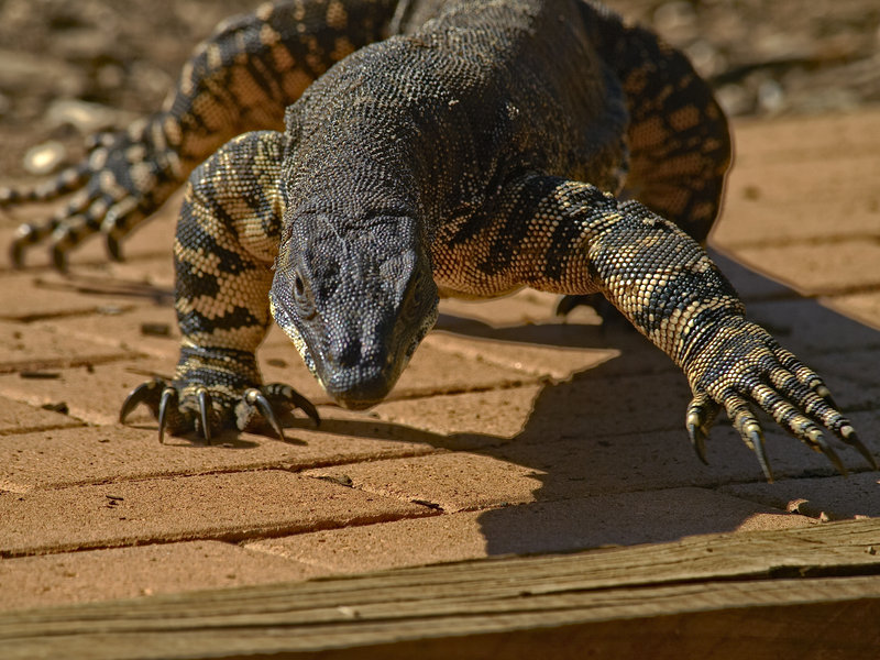Goanna, Warrumbungle